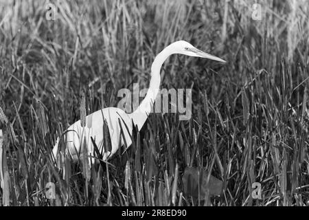 Ein Graustufenbild eines großen Reiher, der auf einem Feld mit hohem Gras steht. Stockfoto