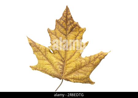 Herbstgelb-braunes verwelktes Ahornblatt auf weißem isoliertem Hintergrund. Herbst. Konstruktionselement. Speicherplatz kopieren Stockfoto