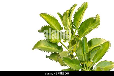 Bryophyllum daigremontianum oder Mutter Tausender Pflanzen, isoliert auf weißem Hintergrund Stockfoto