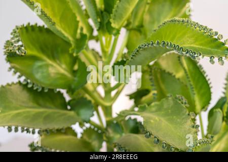 Alligator oder Teufelskerl, saftige Pflanze, Nahaufnahme. Selektiver Fokus. Stockfoto