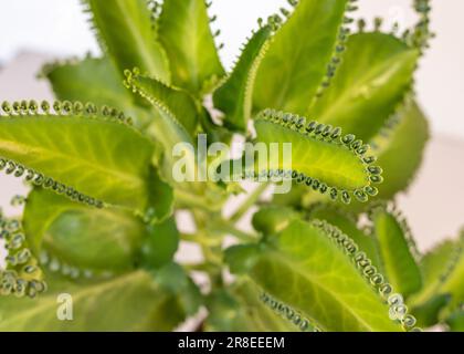 Kalanchoe Mutter tausender saftiger Nahaufnahmen. Stockfoto