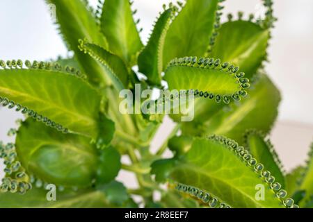 Kalanchoe daigremontiana, mexikanische Hutpflanze oder Mutter Tausender. Stockfoto