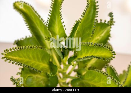 Kalanchoe pinnata winzige grüne Blätter. Kalanchoe Mutter tausender Pflanzen, Makro, Nahaufnahme. Bryophyllum Laetivirens pflanzliches Grün. Stockfoto