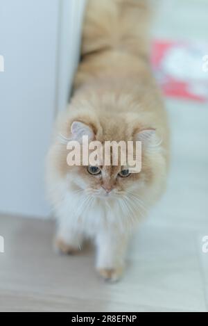 Goldenes britisches Langhaar Katzenfoto und Katze schaut nach unten Stockfoto