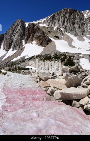 Rosafarbene Wassermelonen, Schnee und Granitgipfel an einem sonnigen Sommertag entlang des Seenpfads im Medicine Bog National Forest bei saratoga, wyoming Stockfoto