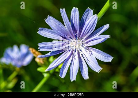 Schönheit wilde Blumenzichorie, gewöhnlich auf der Wiese, Foto bestehend aus wilder Blumenzichorie, gewöhnlich bis Graswiesen, wilder Gro Stockfoto