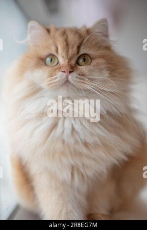 Goldenes britisches Langhaar Katzenfoto und Katzenfoto oben Stockfoto