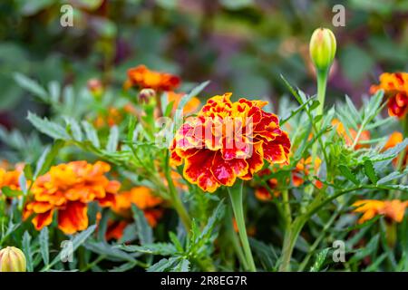 Feine Wildblumen-Ringelblume-Känguru auf der Wiese, Foto bestehend aus Wildblumen-Ringelblume-Känguru bis Graswiesen, Wildg Stockfoto
