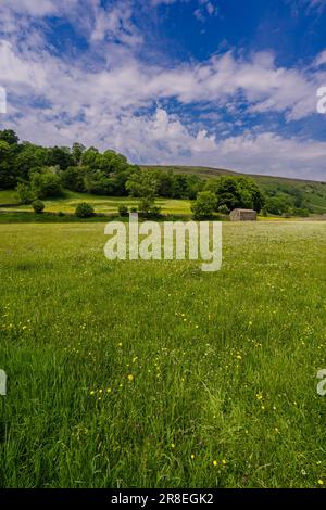 Wildblumen-Wiese und Steinscheune in der Nähe von Muker in Swaledale, Yorkshire Dales National Park. Stockfoto