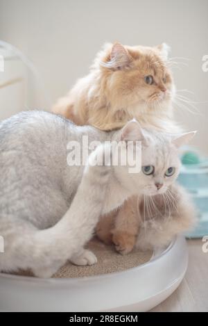 Goldene und weiße britische lang- und kurzhaarige Katze sieht nach rechts aus Stockfoto