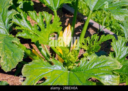 Grüne Kürbispflanzen auf einem Gartenbett Stockfoto