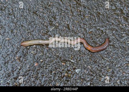 Rote Regenwurm es lebenden Köder für die Fischerei isoliert auf dunklem Hintergrund, Fotografie bestehend aus gestreiften gaunt Regenwurm auf Asphalt, natürliche Schönheit aus Stockfoto