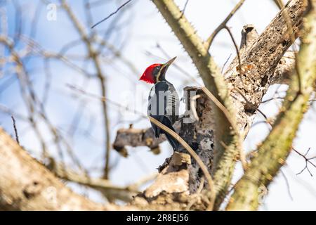 Männlicher Specht auf dem Kofferraum, auf der Suche nach einer Mahlzeit (Pica-pau de Banda Branca, Dryocopus lineatus) Stockfoto