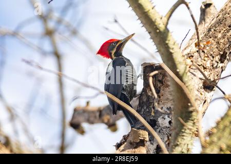 Männlicher Specht auf dem Kofferraum, auf der Suche nach einer Mahlzeit (Pica-pau de Banda Branca, Dryocopus lineatus) Stockfoto