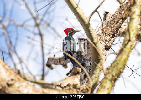 Männlicher Specht auf dem Kofferraum, auf der Suche nach einer Mahlzeit (Pica-pau de Banda Branca, Dryocopus lineatus) Stockfoto