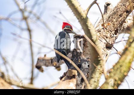 Männlicher Specht auf dem Kofferraum, auf der Suche nach einer Mahlzeit (Pica-pau de Banda Branca, Dryocopus lineatus) Stockfoto