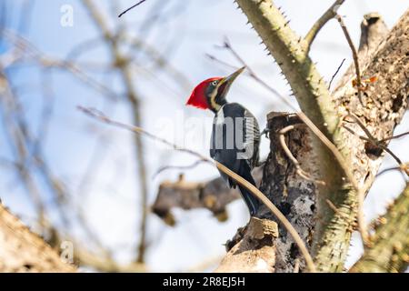 Männlicher Specht auf dem Kofferraum, auf der Suche nach einer Mahlzeit (Pica-pau de Banda Branca, Dryocopus lineatus) Stockfoto