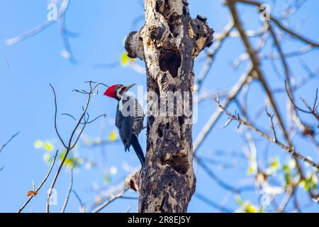 Männlicher Specht auf dem Kofferraum, auf der Suche nach einer Mahlzeit (Pica-pau de Banda Branca, Dryocopus lineatus) Stockfoto