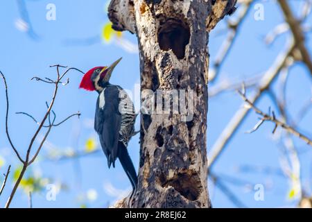 Männlicher Specht auf dem Kofferraum, auf der Suche nach einer Mahlzeit (Pica-pau de Banda Branca, Dryocopus lineatus) Stockfoto