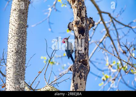 Männlicher Specht auf dem Kofferraum, auf der Suche nach einer Mahlzeit (Pica-pau de Banda Branca, Dryocopus lineatus) Stockfoto