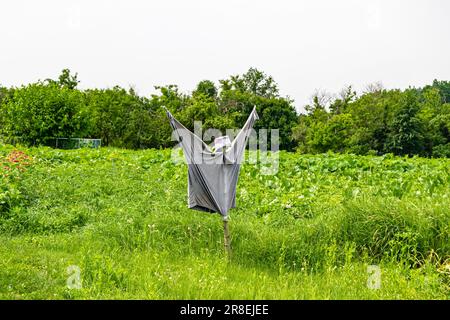 Die gruselige Vogelscheuche im Garten entmutigt hungrige Vögel, die wunderschöne Landschaft besteht aus gruseliger Vogelscheuche auf Gartenland, klarem, hellen Himmel über großen Wald, s. Stockfoto