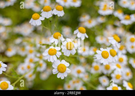 Kamille-Hintergrund Stockfoto