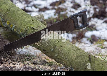 Die Säge wurde beim Schneiden von Brennholz im Baum zurückgelassen Stockfoto