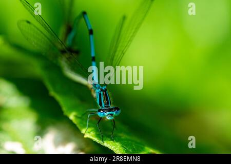 Dämmerling coenagrion, Libellen-Makrofoto Stockfoto