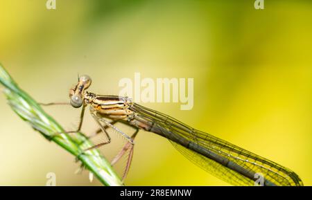 libelle auf einem Blatt-Makroshot Stockfoto