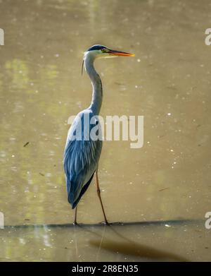 Nahaufnahme eines grauen Reiher-Vogels, der im Wasser steht Stockfoto