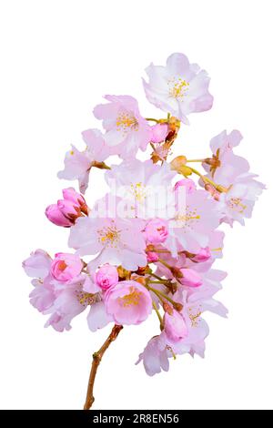 Makroaufnahme einer isolierten rosa Kirschblüten Stockfoto