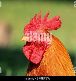 Ein stolzer Hahnenkopf mit üppigem, grünem Gras Stockfoto