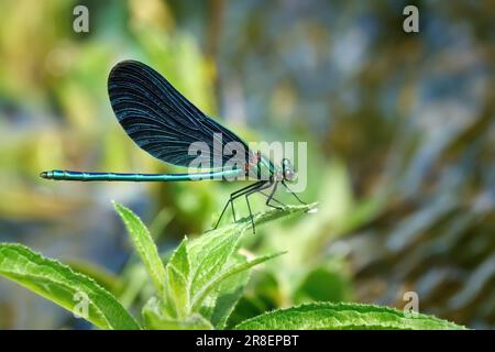 Schöne Demoiselle (Calopteryx virgo), männlich auf einer grünen Pflanze Stockfoto