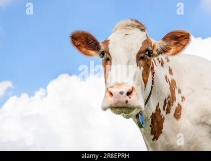 Milchkuhporträt, ein süßes und ruhiges rotes, weißes Feuer und rosa Nase und ein freundlicher, weicher Ausdruck Stockfoto