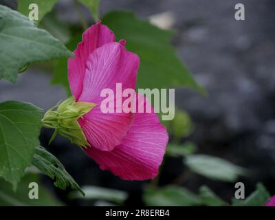 Blühende Hibiskusblüte mit rosa Blüten im japanischen Garten, Seitenansicht und Nahaufnahme. Stockfoto