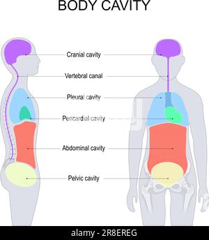 Menschlicher Körper. Innere Organe. Diagramm. Poster mit Infografik zur ...