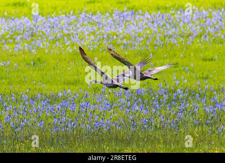 Zwei Sandhill Cranes (Grus canadensis) fliegen tief über ein Feld kleiner Camas (Camassia Quamash) Wildblumen, Grays Lake National Wildlife Refuge, Idaho, USA. Stockfoto