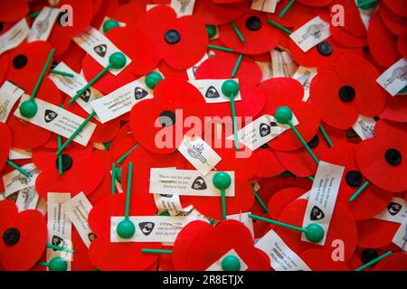 Roter Mohn zum Gedenken an den Remembrance Day zusammen gebündelt Stockfoto