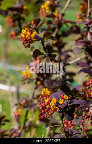 Berberis thunbergii, japanischer Barbeer-Zierstrauch, eine Gruppe wunderschöner kleiner gelber Blütenblüten in Blüte, lila rötliche Blätter. Stockfoto