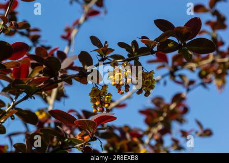 Berberis thunbergii, japanischer Barbeer-Zierstrauch, eine Gruppe wunderschöner kleiner gelber Blütenblüten in Blüte, lila rötliche Blätter. Stockfoto