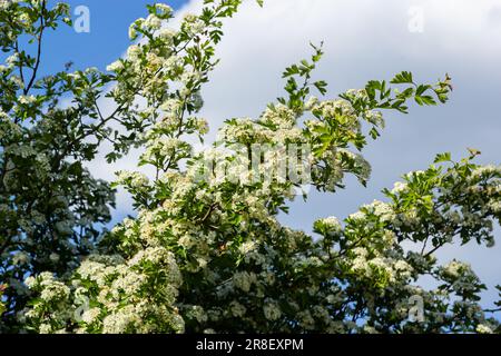 Nahaufnahme eines Zweigs von midland-Weissdorn oder Crataegus laevigata mit einem verschwommenen Hintergrund, der im Garten von Kräutern und Heilpflanzen fotografiert wurde. Stockfoto