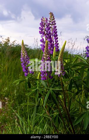 Im Sommer lauern wilde Blumen auf der Wiese bei Sonnenaufgang. Lila Blumen lupinus, Lupine, Lupine. Hintergrund für Sommerblumen. Stockfoto