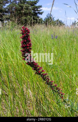 Rote Blüten von russischem Bugloss, Echium russicum Echium rubrum, Pontechium maculatum Blume auf dem Feld. Stockfoto