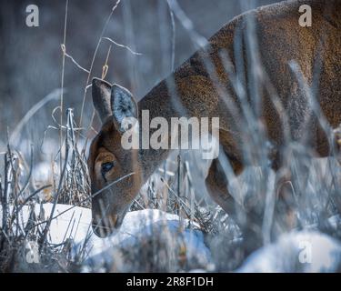 Ein majestätischer Hirsch steht auf einer üppigen Wiese mit hohem Gras, umgeben von einer schneebedeckten Kulisse Stockfoto