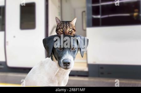 Urlaubshund und eine Katze, die im Bahnhof warten und bereit sind, in den Zug, Gepäck oder Tasche zur Seite zu steigen Stockfoto