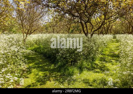 wildblumen in Cotswold Woodland in Upton Wold bei Moreton-in-Marsh, Gloucestershire, England. Stockfoto