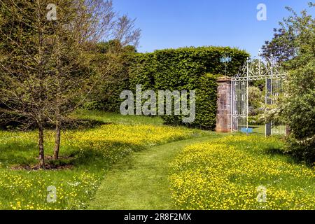 Wildblumen in Cotswold Woodland in Upton Wold bei Moreton-in-Marsh, Gloucestershire, England. Stockfoto