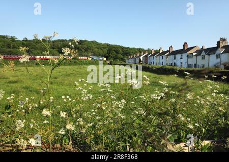 Die konservierte Diesellokomotive der Klasse 37 37264 passiert Esk Valley kurz vor der Ankunft am Bahnhof Grosmont mit der North Yorkshire Moors Railway. Stockfoto