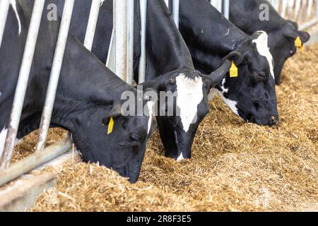Kühe in einem Betrieb, Milchkühe auf dem frischen Heu, Konzept eines modernen Kuhstalls Stockfoto