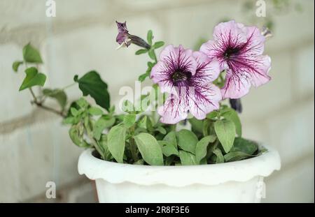 Nahaufnahme einer rosa Petunie in einem weißen Topf. Stockfoto